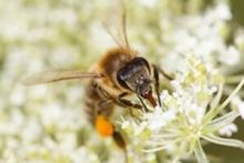 BIENEN mit ERICH PAK