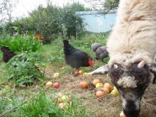 Foto: Permakultur-Garten mit Hühnern, Schaf und Bauwagen