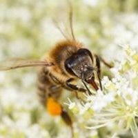 BIENEN mit ERICH PAK